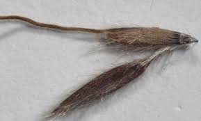 Image result for Hyparrhenia quarrei