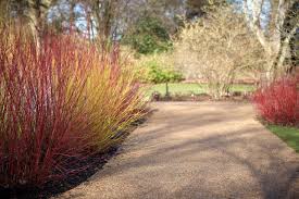 No matter the case, what shrubs you select will depend on your hedge's overall purpose. 15 Best Plants To Grow For Privacy In The Backyard Architecture Lab