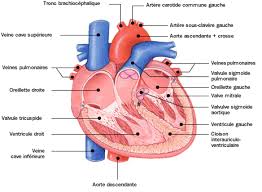 Ces cavités sont connectées à des veines et des artères qui conduisent le sang venant ou partant du coeur. Anatomie Atlas Du Corps Humain Coeur Doctissimo