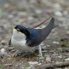 house martin delichon urbica animals pet birds cute animals