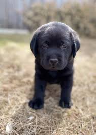 Find black lab in dogs & puppies for rehoming | find dogs and puppies locally for sale or adoption in british columbia : Upcoming Litters Heatherdowns Labradors Ltd