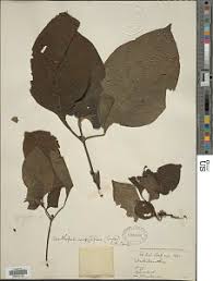 Image result for Acanthopale confertiflora