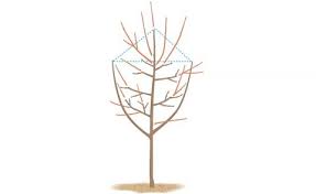 Ich wüßte gerne, wann der beste zeitpunkt ist um eine magnolie im unteren bereich zurück zu schneiden. Obstbaume Schneiden 10 Tipps Mein Schoner Garten