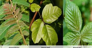 The Differences Between Poison Ivy Poison Oak And Poison Sumac Modern Design In 2020 Poison Oak Poison Oak Rash Pictures Poison Ivy Treatment