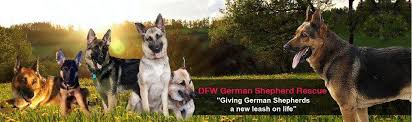 Maybe you would like to learn more about one of these? Dfw German Shepherd Rescue Home Facebook