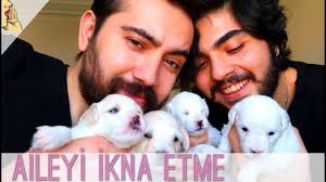 Ailemi Kopek Veya Kedi Sahiplenmek Icin Nasil Ikna Ederim Biz Nasil Ettik Kopek Dog Kedi Youtube
