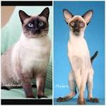 Siamese Kittens – Kittentanz - Traditional Siamese and ...