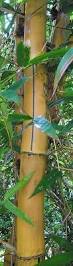 Image result for Bambusa vulgaris