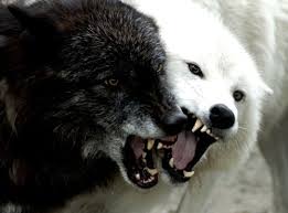Dominance Alpha Beta Third And Omega Wolf Photography Wild Dogs Animals Beautiful