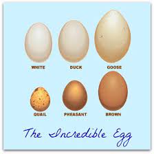 Can You Eat Duck Eggs