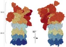 Der begriff proteasom bezeichnet im allgemeinen einen proteinkomplex, der in archaeen und einigen bakterien vorkommt und bei eukaryoten sowohl im zellkern als auch im zytoplasma vorliegt. Proteasom Wikipedia