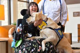 Service dog raised by Newport Beach couple helps woman work and attend  college