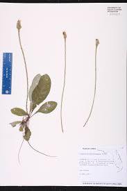 Image result for Elytraria