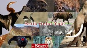 Turkiye De Nesli Tukenen 10 Hayvan Sozcu Gazetesi