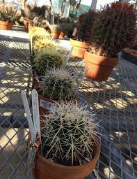 In fact, they may have multiple types of roots that, in conjunction with the body of the cactus, enable them to survive harsh desert many cacti have long fibrous roots that look like strands of air. Busting Cactus Smugglers In The American West The Atlantic