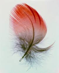 Kingcreative Watercolor Feather Feather Painting Feather Photography