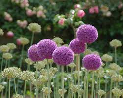 Alliums And Pale Green Spiky Plants Plants Flowers Nature Backyard Inspiration