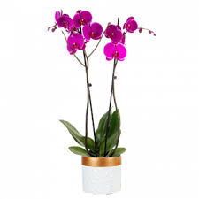 Choose from a variety of options! Send Orchids Online Floraqueen International Flower Delivery