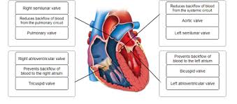 Cardiac muscles provide the main force for circulation of blood throughout human body. Ch 15 Cardiovascular Flashcards Quizlet