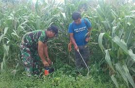 Diikuti oleh golongan rumput axonopus compressus. Pengelompokan Herbisida Untuk Mengendalikan Gulma