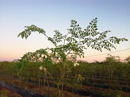 Unsere firma wird hier bald mit einer eigenen homepage vertreten sein. Anda Luz Connatur Moringa Plantage In Conil