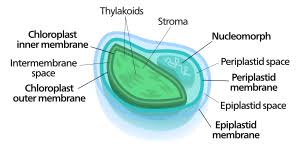 Although plants are static organisms, their organelles move actively. Chloroplast Wikipedia
