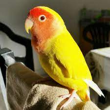 sevda papagani lovebird agapornis papaganlar papagan hayvan