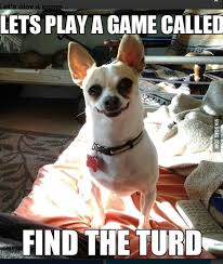 Pin By J Murphy On Dogs Chihuahua Funny Funny Animals Chihuahua