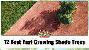 Spring is the most popular time to plant dogwoods, but you can also plant in late fall when the trees become dormant. 12 Best Fast Growing Shade Trees A P Nursery