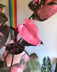 Philodendron Pink Princess Philodendron Erubescens Gorgeous Leaves Are Green Black And Hot Pink Philodendron Plant House Plants Variegated Plants