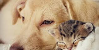 Check spelling or type a new query. The Paws Resort And Spa Pet Resort Grooming Boarding And Daycare