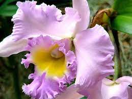 Orchid Brassolaeliocattleya Elizabeth Hearn Pink Mist Unusual Flowers Beautiful Orchids Beautiful Flowers