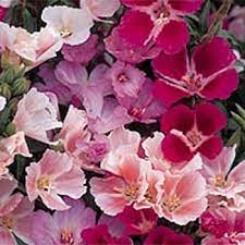 Godetia Seed Godetia Grandiflora Dwarf Farewell To Spring Flower Seeds Flower Seeds Shade Annuals List Of Flowers