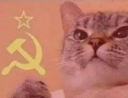 Cat Meme Templates Imgflip Fastest and easy online meme generator, create meme, 100000+ templates, you can upload your own foto / picture.