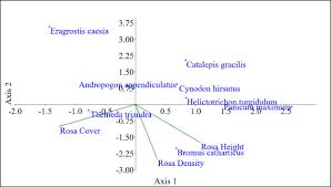 Image result for Dichilus reflexus
