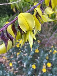 Image result for Crotalaria monteiroi