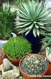 The soil itself needs to cover the root system loosely without any protruding tips exposed to the light; Going Vertical Jeff Pavlat S Hillside Austin Garden Digging Large Cactus Plant Succulents Cactus Garden