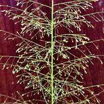 Image result for Sporobolus tenuissimus