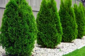 Maybe you would like to learn more about one of these? 6 Proven Methods To Make Arborvitae Grow Faster The Practical Planter