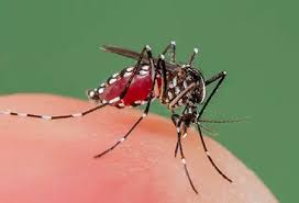 Image result for Dengue