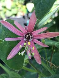 Image result for Passiflora sanguinolenta