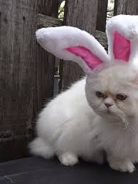 Easter Bunny Easter Cats Easter Pets Cute Dogs And Puppies