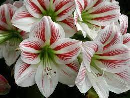 Lirios Amaryllis Plant Beautiful Flowers Flower Photos