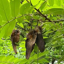 Image result for Centrolobium