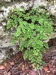 Image result for Adiantum capillus-veneris