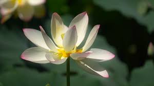 Maybe you would like to learn more about one of these? Rob On The Road Region Rising Lotus Flowers Season 10 Episode 4 Pbs