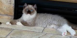 Looking for a ragdoll kitten/cat (pdx > pdx) hide this posting restore restore this posting. Ragdolls Kittens For Sale Seattle Tacoma Wa