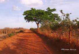 Maybe you would like to learn more about one of these? Sertao Nordestino Piaui Pio Ix Piaui Comunitario Sertao