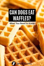 Can Dogs Eat Waffles What To Know About Dogs And Waffles Dog Treat Recipes Can Dogs Eat Homemade Waffles