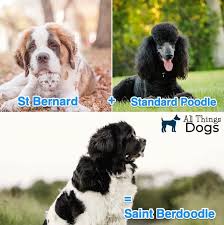 Browse thru our id verified puppy for sale listings to find your perfect puppy in your area. Saint Berdoodle The Fluffy Giant Teddy Bear St Bernard Poodle Mix All Things Dogs All Things Dogs